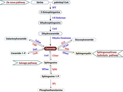 Sphingolipid metabolism in T cell responses after allogeneic hematopoietic cell transplantation